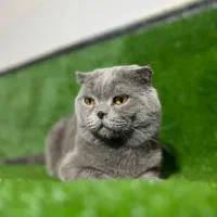 اسکاتیش نر برای جفت گیری|گربه|قزوین, |دیوار