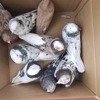 کبوتر رنگ وپرش دوکت زرد شازده سرور دم چتری طوقی