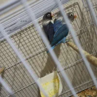 عروس هلندی کوتوله مرغ عشق