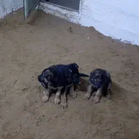 توله سگ ژرمن