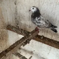 کبوتر پرشی نر|پرنده|نکا, |دیوار