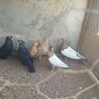 سه جفت کبوتر آس