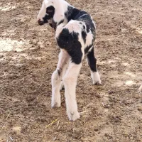 بره و کهره شیری|حیوانات مزرعه|چرام, |دیوار