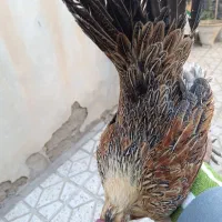 مرغ لری عطیه