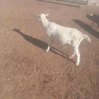 بز عاله سانن