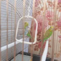 سه عددمرغ عشق