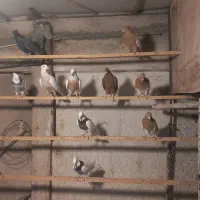 کبوتر رنگی حدود ۵ جفت همه عالی
