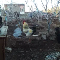 خروس جوان۸ماهه دوعدد