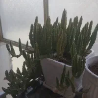 گل با گلدان پر گل|گل و گیاه طبیعی|شیراز, سایت اداری|دیوار