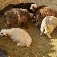 بره نر سبک|حیوانات مزرعه|یاسوج, |دیوار