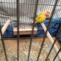 کوتوله نر‌‌ خوش رنگ|پرنده|اصفهان, شاهزاده ابراهیم|دیوار