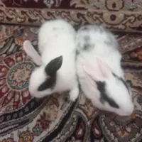 دوعدد بچه خرگوش کوچک فرض