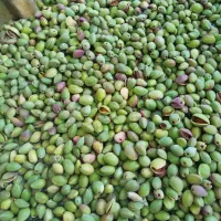 خرید انواع بادام قیمت تجاری