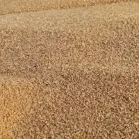 بذر گندم باسیلو