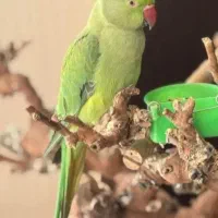 طوطی ملنگو