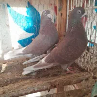 نروماده سرخ تضمینی