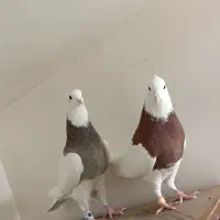 کبوتر طوقی|پرنده|هشتگرد, مدرس|دیوار