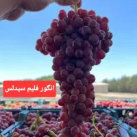 فروش انواع نهال
