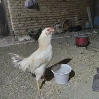 خروس سفید|پرنده|زاوه, |دیوار