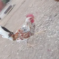 فروش مرغ و کبوتر|حیوانات مزرعه|یاسوج, |دیوار