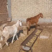 بز نژاد دار