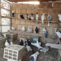 کفتر پرشی|پرنده|یزد, |دیوار