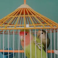 طوطی کوتوله