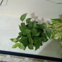 گلهای طبیعی وسالم