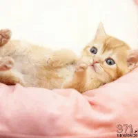 فروش گربه|گربه|تبریز, |دیوار