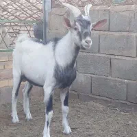 سانن