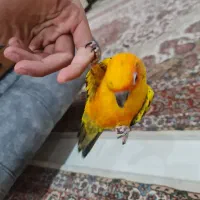 طوطی خورشیدی