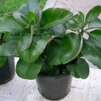 گل طبیعی|گل و گیاه طبیعی|آباده, |دیوار