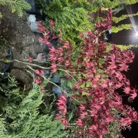 نهال مثمر وغیرمثمر