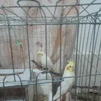 فروش عروس هلندی