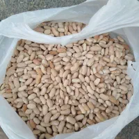 لوبیا نو سفید کپسولی