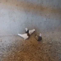 جوجه تازه پرواز طوقی وتکدم