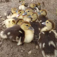 اردک مادر با ۱۵ جوجه اردک