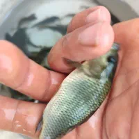 بچه ماهی بیکهت