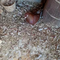 حیوان|پرنده|سبزوار, میدان بار|دیوار