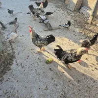 خروس