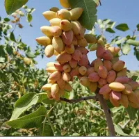 پسته احمد آقایی