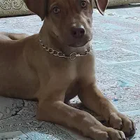 پیتبول حرفه ای|سگ|بجنورد, |دیوار