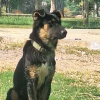 سگ ژرمن شیپر