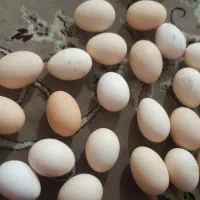تخم مرغ  خانگی