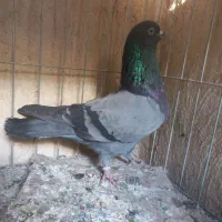 کفتر سبز خطی