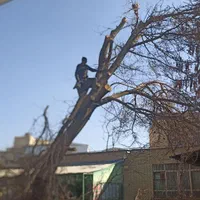 چوب بری و قطع و هرس کردن درخت و سر برداری