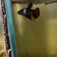 پلاکت در تمام نژادها