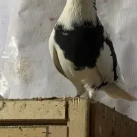 کفتر شازده|پرنده|تهران, فرحزاد|دیوار