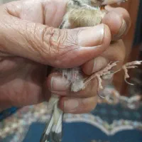 سهره جوجه سال.|پرنده|اهواز, بهارستان|دیوار
