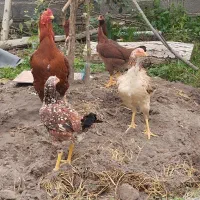 مرغ  لاری اصیل به همراه دوعدد مرغ محلی کبوتر پرشی